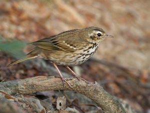 올리브색등지빠귀(Olive-backed pipit), Anthus hodgsoni