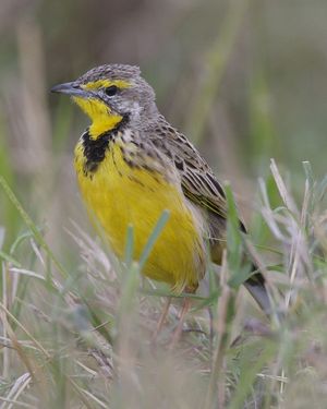 노랑목긴발톱새, Macronyx croceus