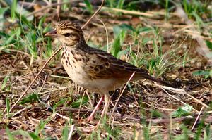 논지빠귀, Anthus rufulus