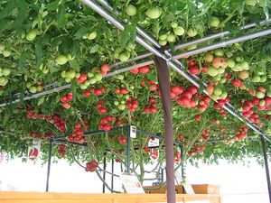 에코린 촌의 토마토 숲(2007년 사진)