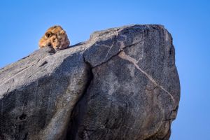 세렝게티(Serengeti), 탄자니아(Tanzania) 북부의 코피 위에 있는 사자