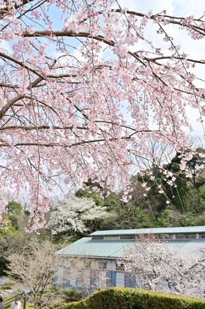 봄이면 마을에 약 1000그루의 벚꽃이 핀다 (일본철도국 신바시 공장)