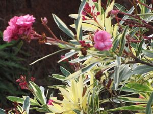 얼룩덜룩한 품종