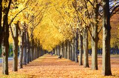 헤렌하우저 아레