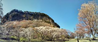 병풍암과 공원의 벚꽃