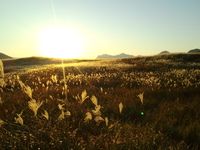 소니 고원(曽爾高原)의 억새(ススキ)