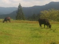 미쓰에 고원 목장(みつえ高原牧場)