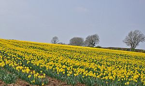 웨일스에서 자라는 수선화