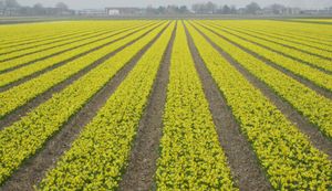 네덜란드의 수선화 생산