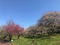 아야베시 매림공원