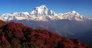 네팔 고레파니(Ghorepani, Nepal)의 진달래(구라스, Guras)