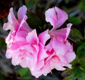 미국 텍사스만 연안의 철쭉