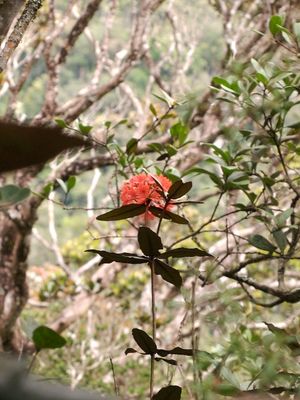 키나발루산, 보르네오에서 현지 촬영한 Rhododendron fallacinum
