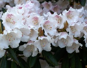 Rhododendron wardii var. puralbum