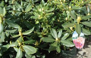 뉴저지의 한 묘포장에서 자라고 있는 노바 젬블라 진달래