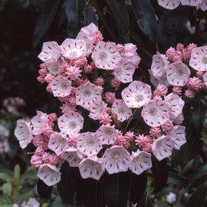 미국 블루리지 산맥의 진달래