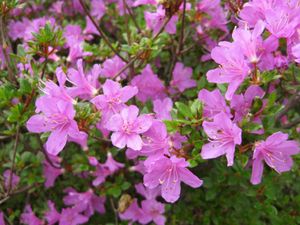 미야마키리시마(미야마키리시마)