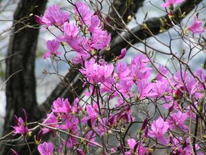 야생 철쭉(コバノミツバツツジ)