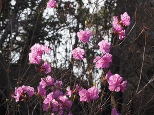 참꽃나무(겐카이ツツジ)