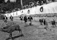 1953년(쇼와 28년) 11월, 13년 만에 재개된 "사슴 뿔 자르기"