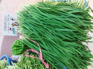 홍콩에서 판매되는 부추