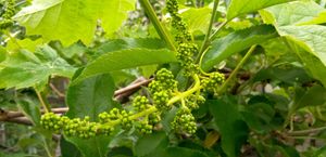 샤인 머스캣의 새 순