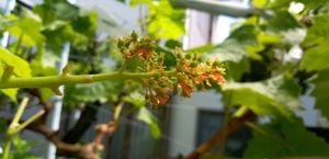 지베렐린 처리 후의 포도송이 모양