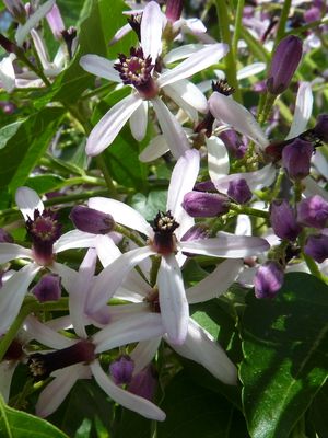 꽃의 근접 사진