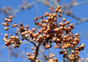 익은 열매송이의 근접 사진