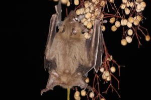 터키에서 멀구슬 열매를 먹고 있는 모습