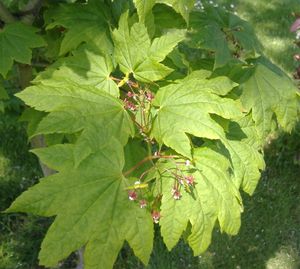 단풍잎(Acer circinatum)은 대부분의 종에서 볼 수 있는 손바닥 모양의 잎맥을 보여준다.