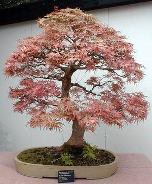 단풍나무(Acer palmatum)