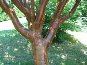 산겨릅나무(Acer griseum)는 관상용 나무껍질 때문에 널리 재배된다.