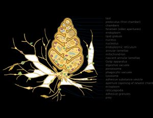 유공충 형태의 상세 다이어그램: 각, 원방(첫 번째 방), 방들, 공(구멍, 오래된 개구부), 내형질, 지방 소구체, 핵, 인, 소포체, 환상 층판, 미토콘드리아, 신생 환상 층판, 골지체, 소화포, 과산화소체, 식작용 포, 리소좀, 접착 물질 소낭, 구멍(가장 새로운 방의 개구부), 외형질, 망상위족, 접착 과립, 먹이