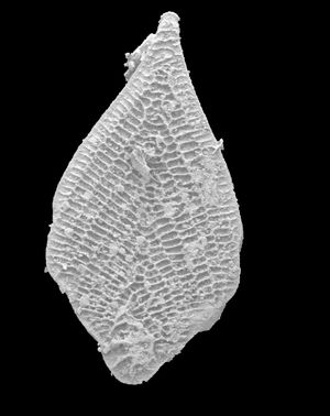 mm}}, 시대: 상부 하부 마스트리히트절