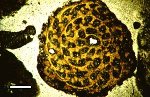 바하마 산 살바도르 섬 라이스 베이의 홀로세 석호 퇴적물에서 나온 페네로플리드 유공충의 박편이다. 눈금 막대 100um