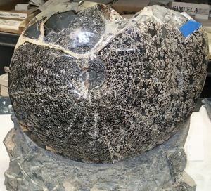 Placenticeras sp.의 봉합선