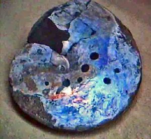 모사사우르스의 물린 자국이 있는 암모나이트 Placenticeras whitfieldi의 화석 껍데기, 예일 대학교 자연사 박물관