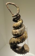 이형 암모나이트 디디모케라스 스티븐소니(Didymoceras stevensoni)