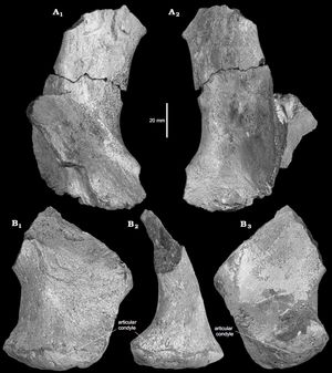 U. kielanae의 두개골 뼈