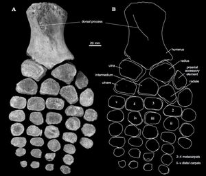 U. kielanae의 앞지느러미