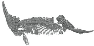 C. kristiansanae의 홀로타입