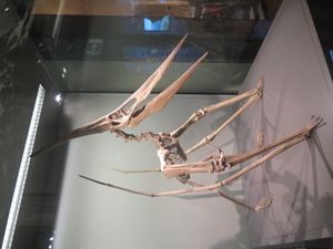 4족 보행 자세로 재구성된 P. longiceps 골격