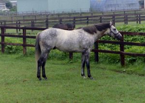  오구리 캡 (1985 - 2010)