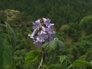 유리코의 황실 개인 문장으로 지정된 황촉규(Paulownia tomentosa)