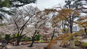 도쿄 경마장. 벚꽃.