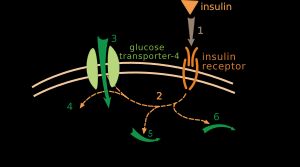 인슐린이 포도당 섭취와 신진대사에 미치는 영향. 인슐린은 수용체(1)에 결합되며, 이는 다시 많은 단백질 활성화 계단식(2)을 시작한다. 여기에는 글루트-4 트랜스포터의 플라즈마 막으로의 변환과 포도당 유입(3), 글리코겐 합성(4), 글리코겐 분해(5), 지방산 합성(6) 등이 포함된다.