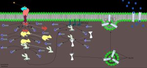 인슐린 신호 전달 경로는 인슐린이 인슐린 수용체 단백질에 결합할 때 시작된다. 전달 경로가 완료되면 GLUT-4 저장 소낭이 세포막과 하나가 된다. 결과적으로 GLUT-4 단백질 채널이 막에 삽입되어 포도당이 세포로 이동할 수 있게 된다.
