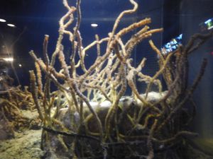 사쓰마 관벌레 (사쓰마-하오리무시, Lamellibrachia satsuma) 에노시마 수족관