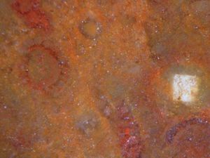 규화된 조류 잔해와 섬록암 속 할라이트의 규소 의사형태. 프랑스 마르시니 근처 루아르의 자갈. 이미지 너비: 약 5mm.